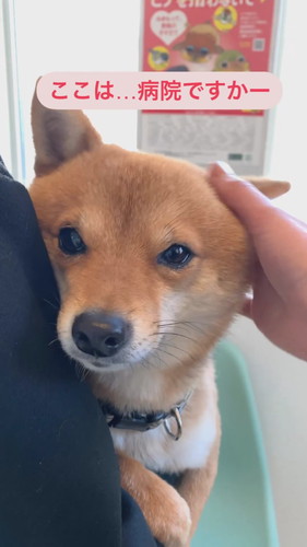 動物病院のごまくん