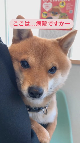 動物病院のごまくん