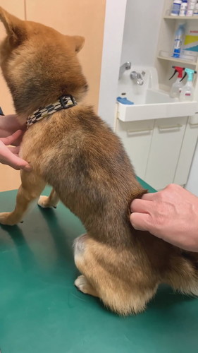 動物病院のごまくん