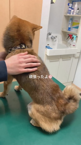 動物病院のごまくん