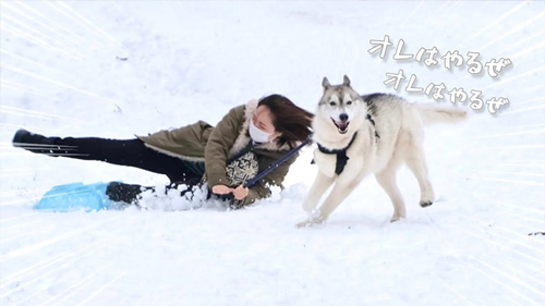 犬ソリに挑戦したシベリアンハスキー