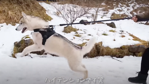 犬ソリに挑戦したシベリアンハスキー