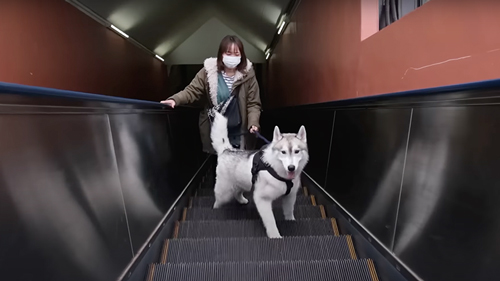 犬ソリに挑戦したシベリアンハスキー