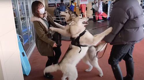 犬ソリに挑戦したシベリアンハスキー