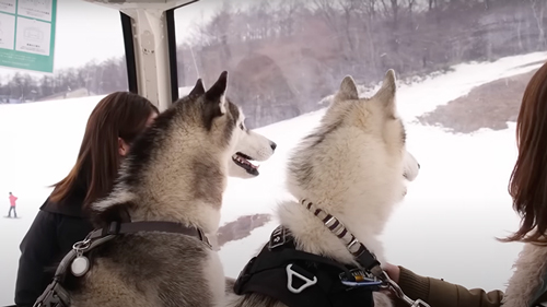犬ソリに挑戦したシベリアンハスキー