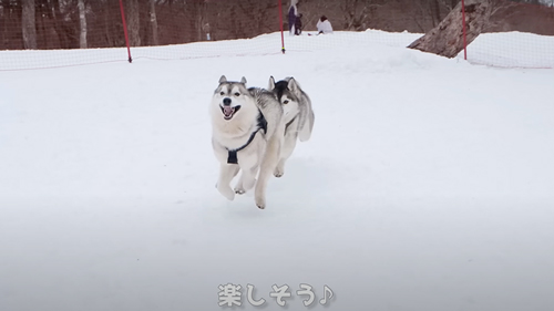犬ソリに挑戦したシベリアンハスキー