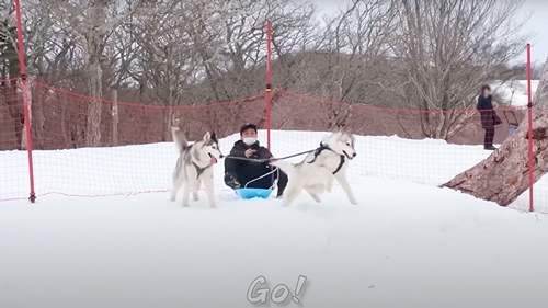 犬ソリに挑戦したシベリアンハスキー