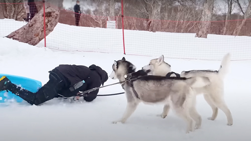 犬ソリに挑戦したシベリアンハスキー