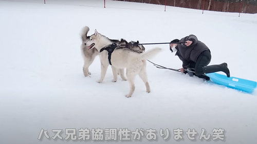 犬ソリに挑戦したシベリアンハスキー