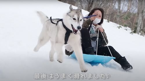 犬ソリに挑戦したシベリアンハスキー