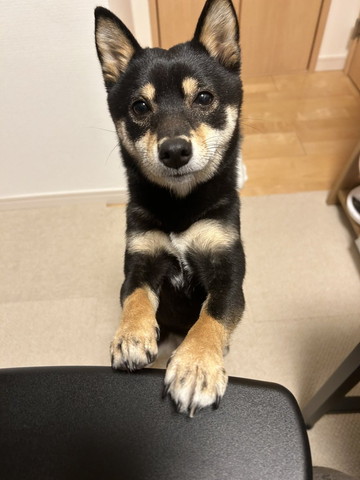 椅子に前足のせるワンコ