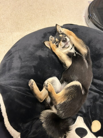 お顔を前足で隠してるワンコ