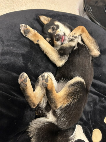 爪とぎに前足ついて遠くを見る猫と子猫