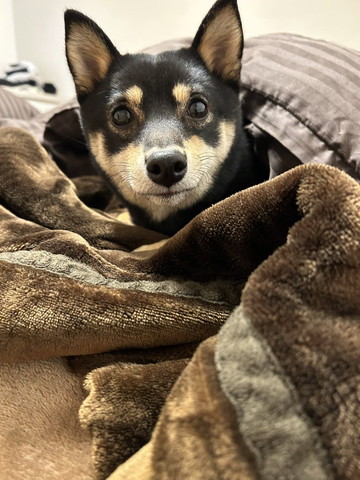 布団に入っておめめ真ん丸にするワンコ