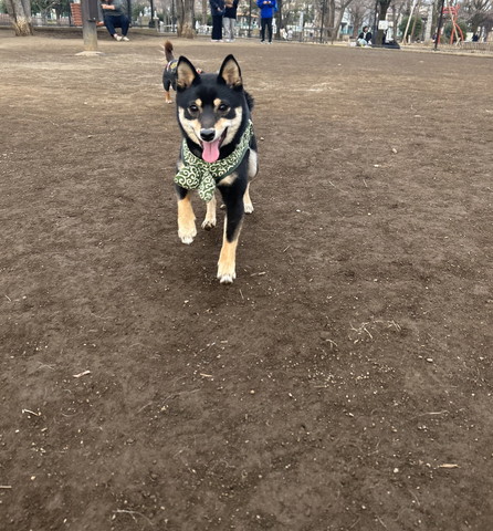 ドッグランで走るワンコ