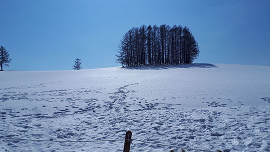 美瑛町観光協会　美瑛の丘　注意喚起