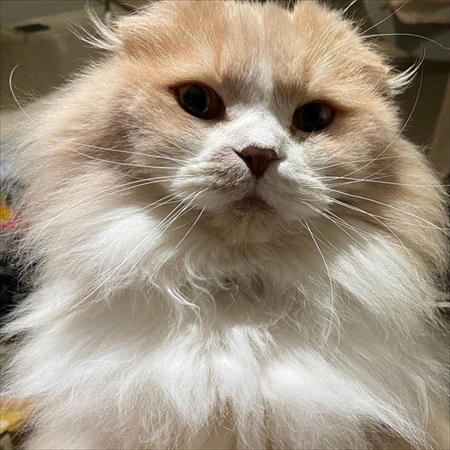 もしゃもしゃな猫