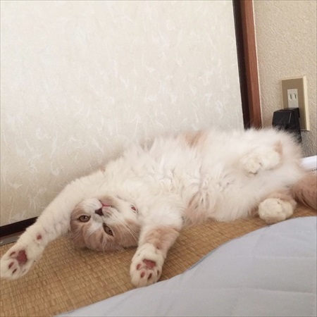 気持ちよさそうな猫