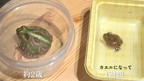 大人と赤ちゃんチャコガエル