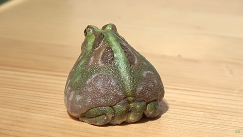 チャコガエルおしり