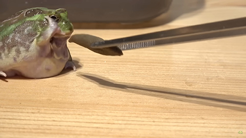 前足をあげて拒否