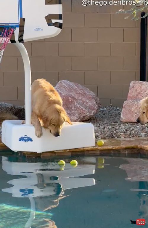 テニスボールを取ろうとしてプールに落ちるワンコ