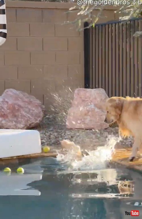 テニスボールを取ろうとしてプールに落ちるワンコ