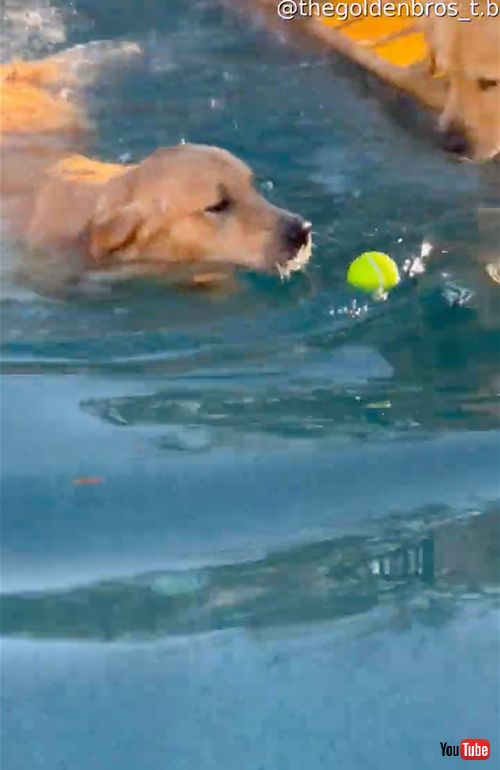 テニスボールを取ろうとしてプールに落ちるワンコ