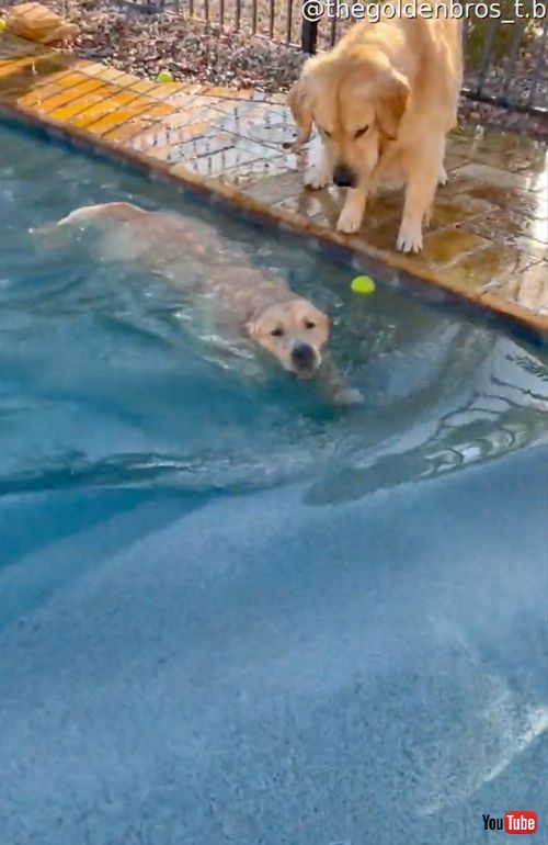 テニスボールを取ろうとしてプールに落ちるワンコ