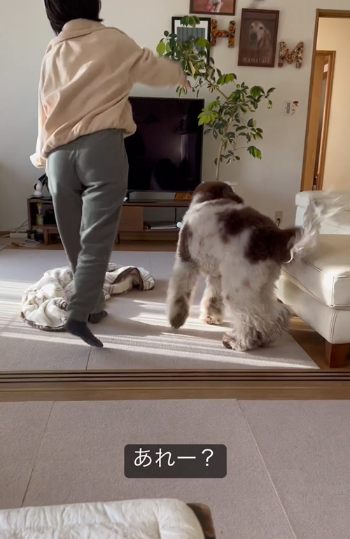 飼い主を探すワンコ