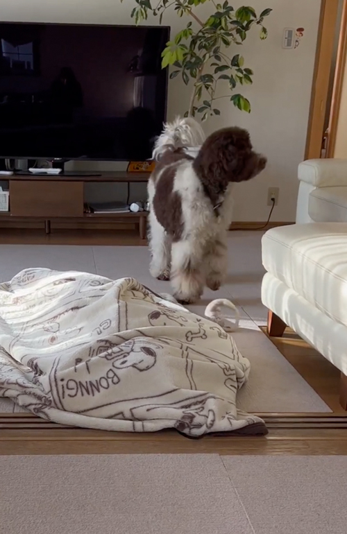 飼い主を探すワンコ