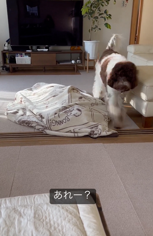 飼い主を探すワンコ