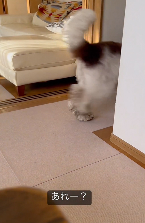 飼い主を探すワンコ