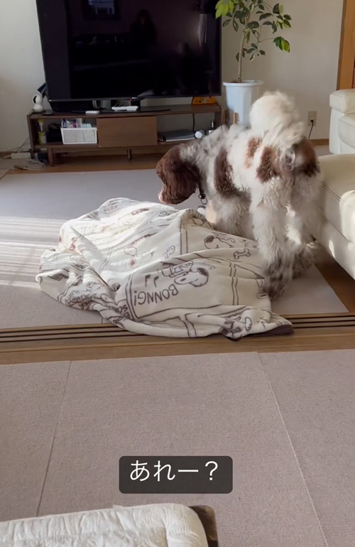 飼い主を探すワンコ