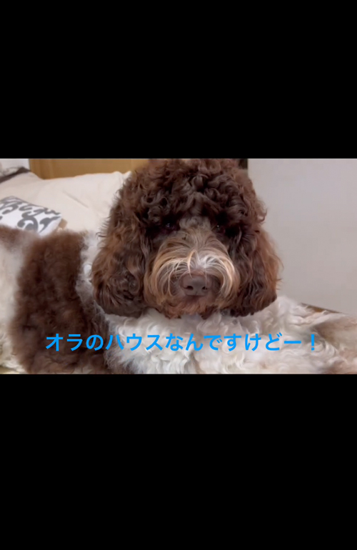 僕のハウスなのに