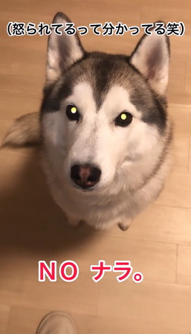 怒られてるって分かってるテロップ