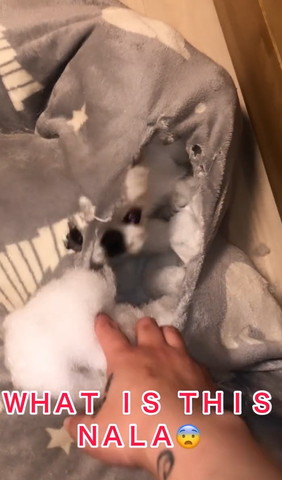 クッションの中に入り込むワンコ