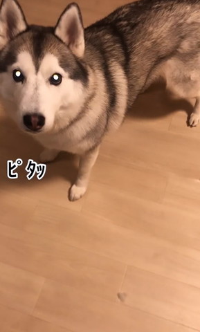 ピタッテロップ