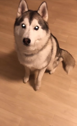 お座りするハスキー