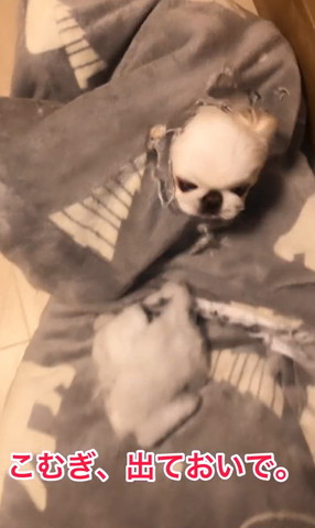 今こむぎ出ておいでテロップ