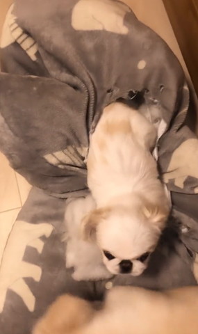 クッションからでてくるワンコ