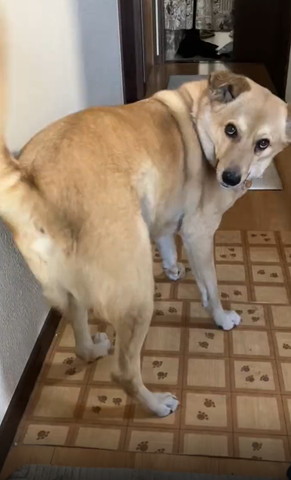 しっぽが壁に当たってるワンコ