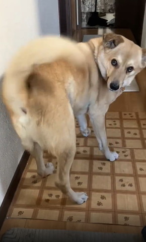 しっぽがくるんとなってるワンコ