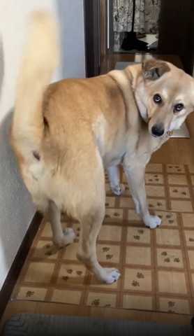 しっぽがまっすぐワンコ