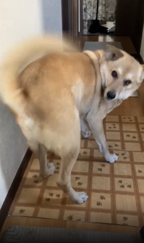 体をかがめるワンコ