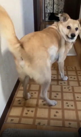 耳を立てて振り返るワンコ