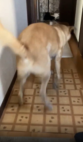 ダッシュするワンコ後ろ姿