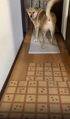 遠くから振り返るワンコ