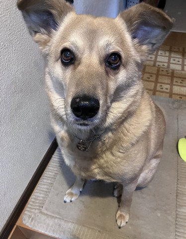 お座りしてるワンコ