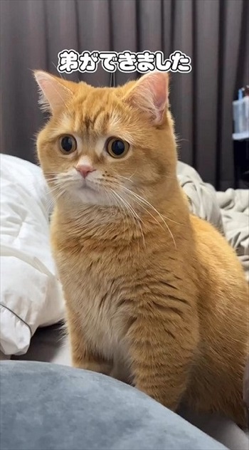 赤ちゃんにスリスリする猫ちゃん